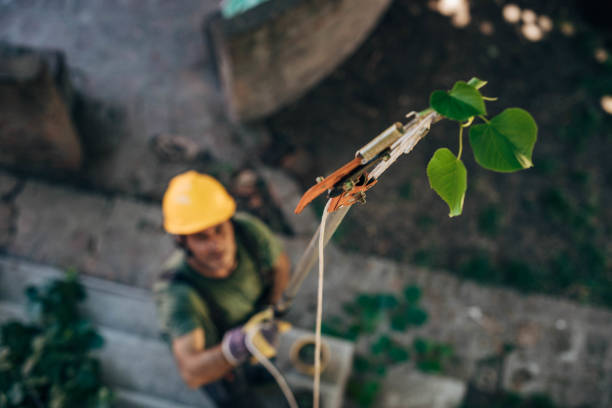 The Steps Involved in Our Tree Care Process in Moundsville, WV